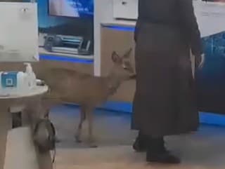 Srnka prišla na návštevu