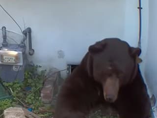 Medveď si spravil brloh