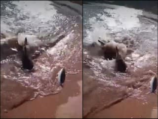 Pri brehu sa objavil