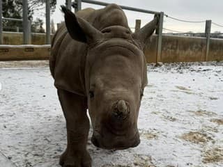 Nosorožce si prvý sneh