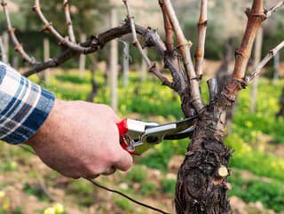 Prečo je zimný rez