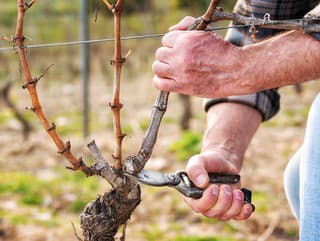 Zimný rez viniča zrozumiteľným