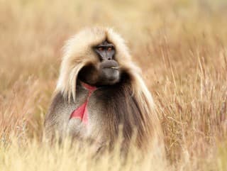 Majú nadupaný výstrih a