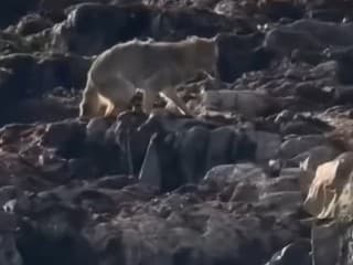 Kamera zachytila odvážneho kojota