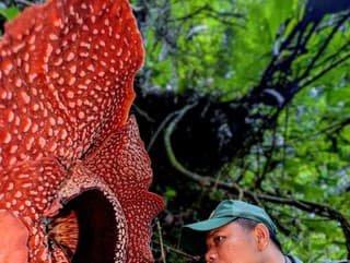 Rafflesia arnoldi 