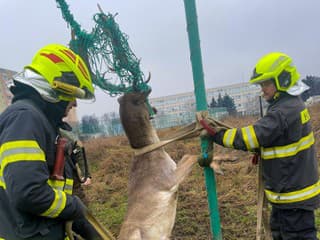 Záchranná akcia hasičov: Zachraňovali