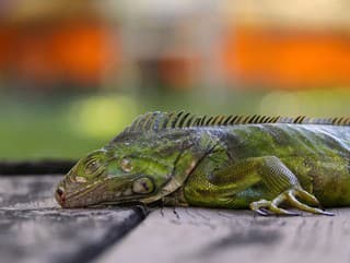 Šokujúce zábery z Floridy: