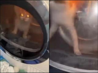 Mladíci zavreli mačku do