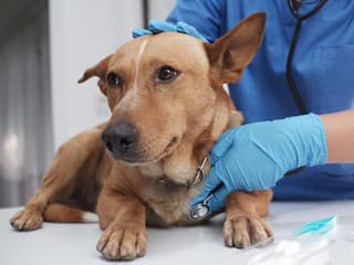 Slovenskí psičkári v pozore: