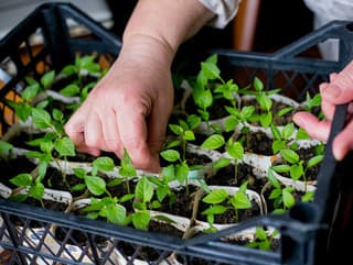 Čas na výsev papriky