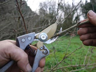 Stromy treba strihať úplne