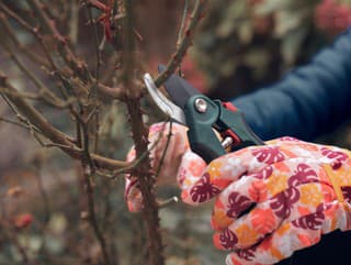 Tieto dreviny v blízkom