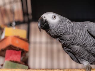 Vraždu v Michigane vyriešil