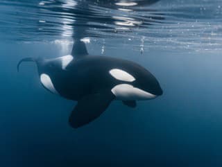 Zomrú v troskách parku?