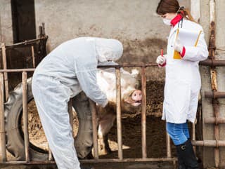 Nebezpečná situácia: Africký mor