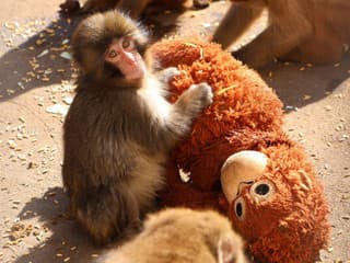 Nič emotívnejšie dnes neuvidíte!