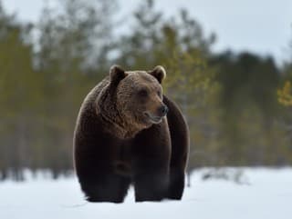 MIMORIADNE Prvý útok medveďa