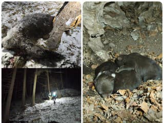 Smrť medvedice: My sme