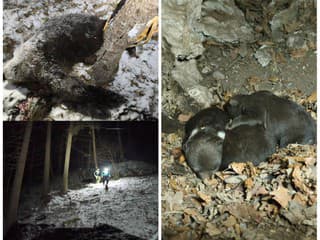 DETAILY útoku medvedice: Na