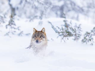 Francúzska vláda plánuje zmierniť