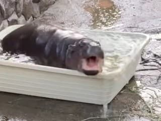 Nový obľúbenec všetkých návštevníkov!