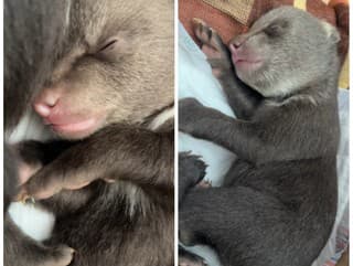 Mláďatá zastrelenej medvedice majú