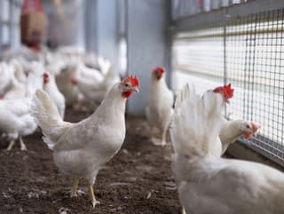 White broiler chickens with