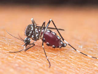 Európa v ohrození: Tropický