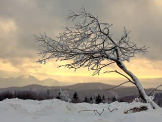 A lonely, leafless tree