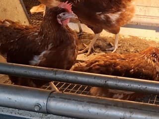 Vtáčia chrípka úraduje: Na