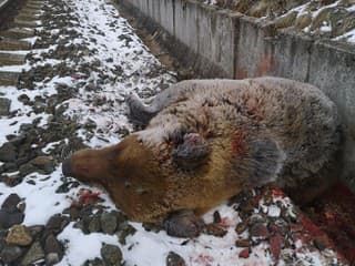 Ďalší incident s medveďom: