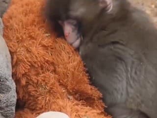 Smutný príbeh Puncha!