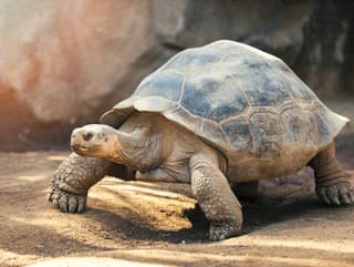 Pozrite sa, čo urobila