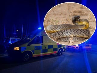 Taipan menší uštipol v