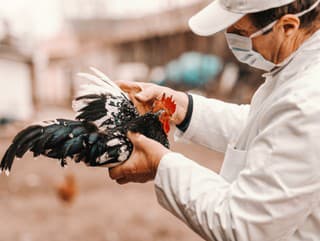 Vtáčia chrípka na Skalických