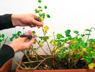 Chcete mať najkrajšie muškáty