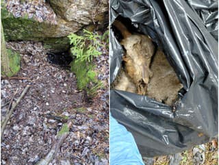 Otrasný nález v lese