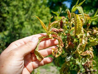 Jarný postrek proti kučeravosti