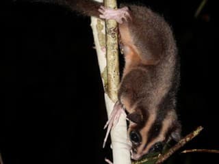 Vedci v džungli objavili