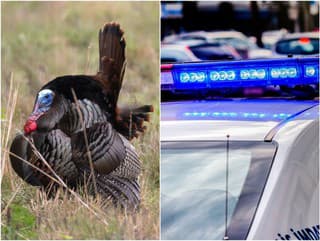 Policajti vs. Henry: VIDEO