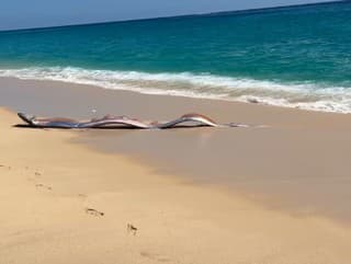 Našli mýtickú rybu, ktorá