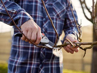 3 druhy konárov, ktoré