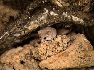 Vedci objavili dva druhy