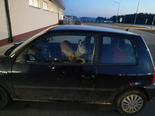 Žena zrazila srnu... BIZARNÉ,