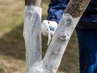 Vápnenie stromov v marci: