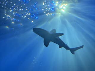 Pod kajakom sa zjavil