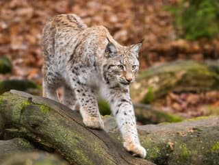 Kritický stav v Slovenskom