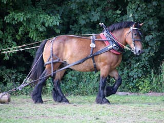 Sekundy hrôzy na Liptove: