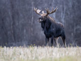 Neuverteľná cesta losa Emila: