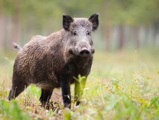 V dvoch poľovných revíroch
